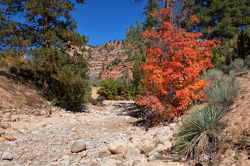 Herbstlicher Zion NP - XI